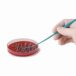   LLG-Inoculation loop, PS, sterile one end needle / one end loop 10 µl 10 pack of 10